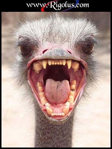 oula !!  gentille b�b�te!  on se calme !!    lol